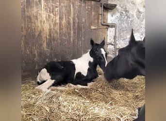 Tennessee Walking Horse, Hengst, Fohlen (04/2024), Tobiano-alle-Farben