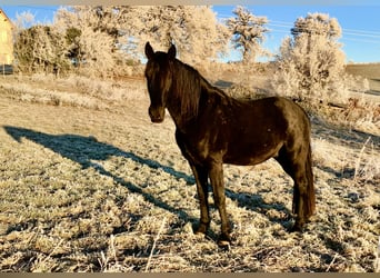 Tennessee Walking Horse, Hengst, 7 Jahre, Rappe