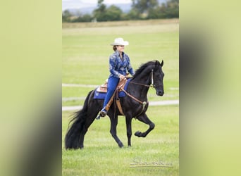 Tennessee Walking Horse, Hengst, 9 Jahre, 163 cm, Rappe