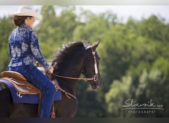 Tennessee Walking Horse, Hengst, 9 Jahre, 163 cm, Rappe