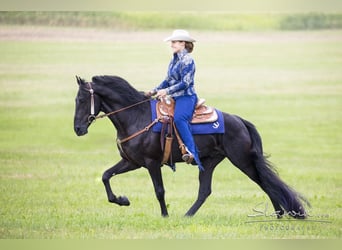 Tennessee Walking Horse, Hengst, 9 Jahre, 163 cm, Rappe