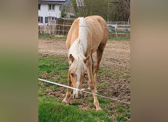 Tennessee Walking Horse, Hingst, 1 år, 145 cm, Palomino