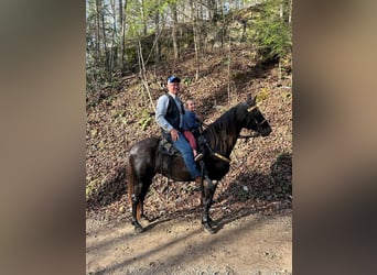 Tennessee walking horse, Hongre, 10 Ans, 142 cm, Noir