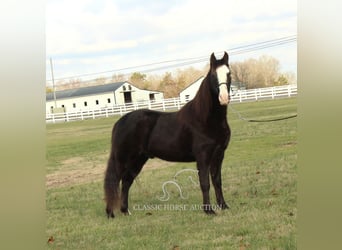 Tennessee walking horse, Hongre, 10 Ans, 142 cm, Noir