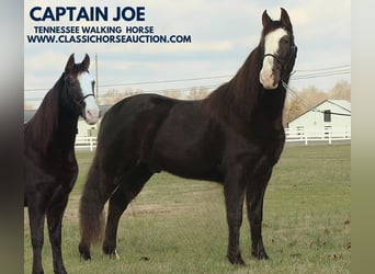 Tennessee walking horse, Hongre, 10 Ans, 142 cm, Noir