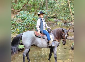 Tennessee walking horse, Hongre, 10 Ans, 142 cm, Rouan Bleu
