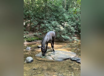 Tennessee walking horse, Hongre, 10 Ans, 142 cm, Rouan Bleu