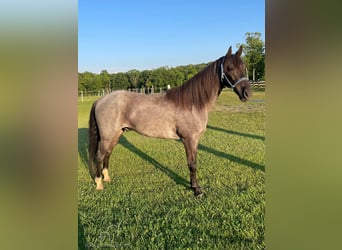 Tennessee walking horse, Hongre, 10 Ans, 142 cm, Rouan Bleu