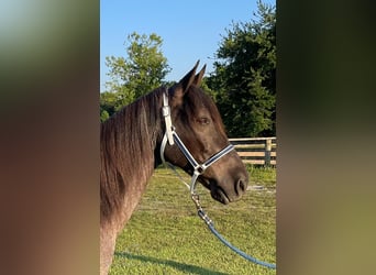 Tennessee walking horse, Hongre, 10 Ans, 142 cm, Rouan Bleu
