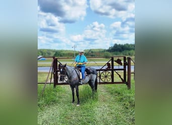 Tennessee walking horse, Hongre, 10 Ans, 142 cm, Rouan Bleu