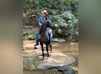 Tennessee walking horse, Hongre, 10 Ans, 142 cm, Rouan Bleu