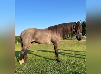 Tennessee walking horse, Hongre, 10 Ans, 142 cm, Rouan Bleu