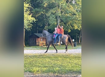 Tennessee walking horse, Hongre, 10 Ans, 142 cm, Rouan Bleu