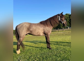 Tennessee walking horse, Hongre, 10 Ans, 142 cm, Rouan Bleu