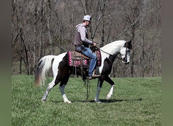 Tennessee walking horse, Hongre, 10 Ans, 145 cm, Tobiano-toutes couleurs
