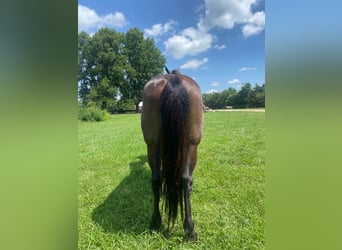 Tennessee walking horse, Hongre, 10 Ans, 150 cm, Noir