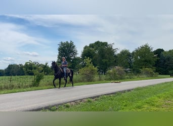 Tennessee walking horse, Hongre, 10 Ans, 150 cm, Noir