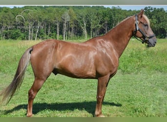 Tennessee walking horse, Hongre, 10 Ans, 152 cm, Alezan brûlé