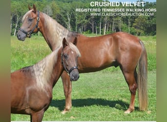 Tennessee walking horse, Hongre, 10 Ans, 152 cm, Alezan brûlé