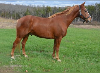 Tennessee walking horse, Hongre, 10 Ans, 152 cm, Alezan cuivré