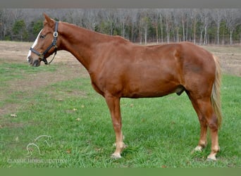 Tennessee walking horse, Hongre, 10 Ans, 152 cm, Alezan cuivré