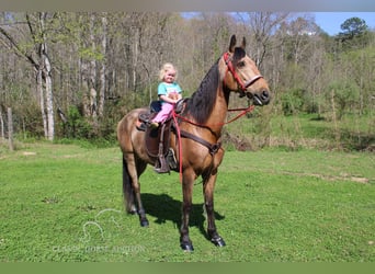 Tennessee walking horse, Hongre, 10 Ans, 152 cm, Buckskin