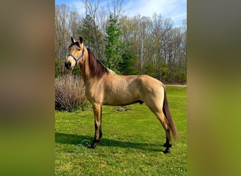 Tennessee walking horse, Hongre, 10 Ans, 152 cm, Buckskin