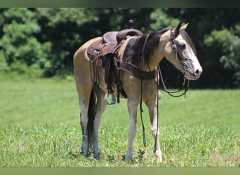 Tennessee walking horse, Hongre, 10 Ans, 152 cm, Buckskin