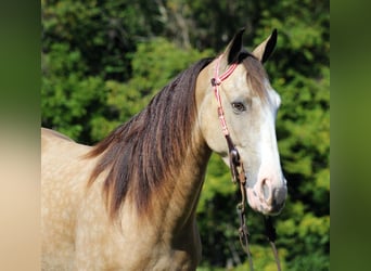 Tennessee walking horse, Hongre, 10 Ans, 152 cm, Buckskin