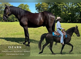 Tennessee walking horse, Hongre, 10 Ans, 152 cm, Noir