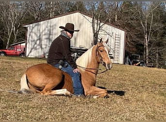 Tennessee walking horse, Hongre, 10 Ans, 152 cm, Palomino