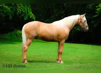 Tennessee walking horse, Hongre, 10 Ans, 152 cm, Palomino