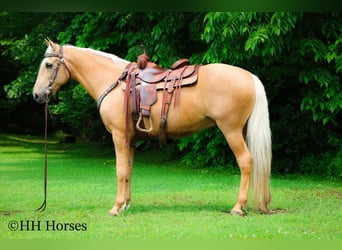 Tennessee walking horse, Hongre, 10 Ans, 152 cm, Palomino