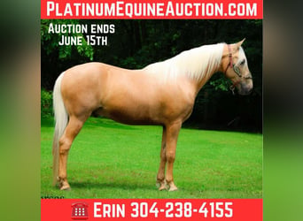 Tennessee walking horse, Hongre, 10 Ans, 152 cm, Palomino