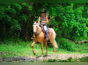 Tennessee walking horse, Hongre, 10 Ans, 152 cm, Palomino