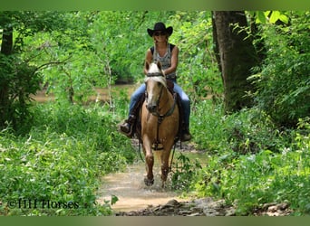 Tennessee walking horse, Hongre, 10 Ans, 152 cm, Palomino
