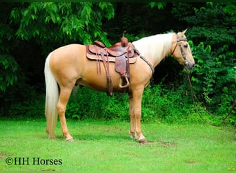 Tennessee walking horse, Hongre, 10 Ans, 152 cm, Palomino