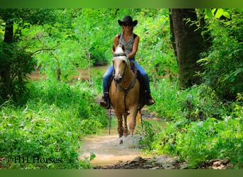 Tennessee walking horse, Hongre, 10 Ans, 152 cm, Palomino