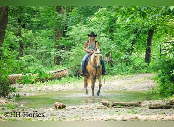 Tennessee walking horse, Hongre, 10 Ans, 152 cm, Palomino