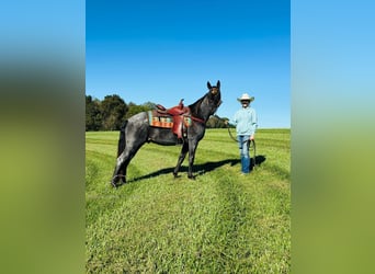 Tennessee walking horse, Hongre, 10 Ans, 152 cm, Rouan Bleu