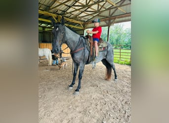 Tennessee walking horse, Hongre, 10 Ans, 152 cm, Rouan Bleu