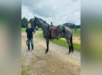 Tennessee walking horse, Hongre, 10 Ans, 152 cm, Rouan Bleu