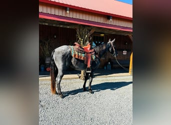 Tennessee walking horse, Hongre, 10 Ans, 152 cm, Rouan Bleu
