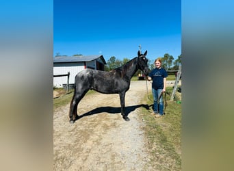 Tennessee walking horse, Hongre, 10 Ans, 152 cm, Rouan Bleu