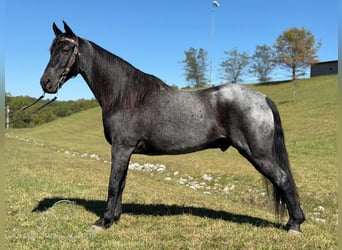 Tennessee walking horse, Hongre, 10 Ans, 152 cm, Rouan Bleu