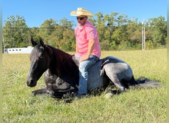 Tennessee walking horse, Hongre, 10 Ans, 152 cm, Rouan Bleu
