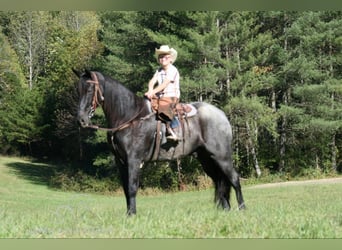 Tennessee walking horse, Hongre, 10 Ans, 152 cm, Rouan Bleu