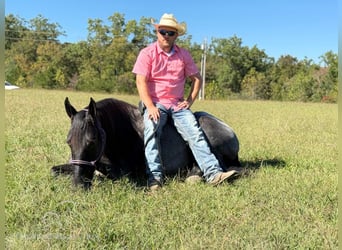 Tennessee walking horse, Hongre, 10 Ans, 152 cm, Rouan Bleu