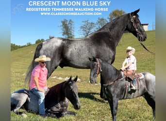 Tennessee walking horse, Hongre, 10 Ans, 152 cm, Rouan Bleu
