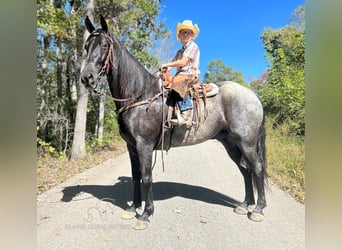 Tennessee walking horse, Hongre, 10 Ans, 152 cm, Rouan Bleu